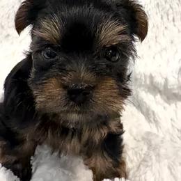 German Shepherd and Yorkshire Terrier Puppies from Von Kingsburg Shepherds