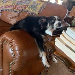 Miniature American Shepherd, Miniature Australian Shepherd, and Toy Australian Shepherd All Grown Up from Shade Tree Aussies