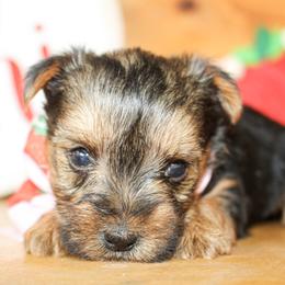 Duke - Black and tan male Yorkshire Terrier puppy in Hugo, Oklahoma from Ann R.