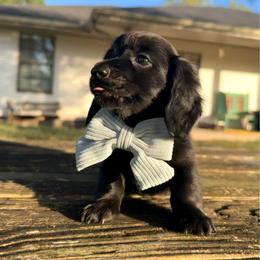 Ransom - Black male Dachshund puppy in Brenham, Texas from 1 Moore Dachshund