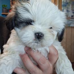 Stormy - Liver and white male Shih Tzu puppy in Montrose, Colorado from Gnomies Furry Friends