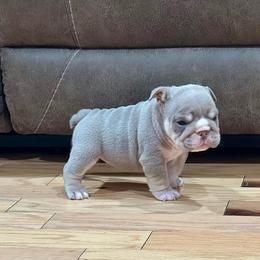 Rose - Lilac tri-color female Bulldog puppy in Hernando, Mississippi from Blues City Bulldogs