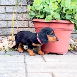 June - Blue and tan female Dachshund puppy in Boston, Massachusetts from London’s puppies