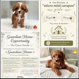 Honey (Guardian Home) - Red  female Goldendoodle puppy in Apopka, Florida from The Classic Doodle