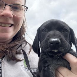 Orange Collar Female - Black roan female German Shorthaired Pointer puppy in Onalaska, Washington from Boonies Farms