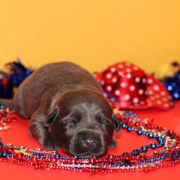 Karat - Black male Labrador Retriever puppy in Morrilton, Arkansas from Ancient Dogges Performance Dogs