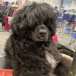 Portuguese Water Dogs from Belladonna Farm Portuguese Water Dogs