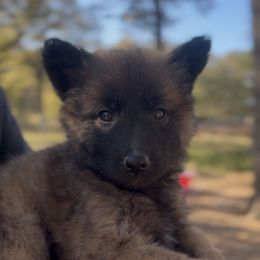 Female SPUNKY and sure of herself - Liver female Belgian Malinois puppy in Dallas, Texas from OreVis Malinois