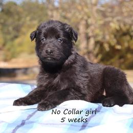 First Pick girl - Black female German Shepherd puppy in Elkmont, Alabama from Oakmont Shepherds