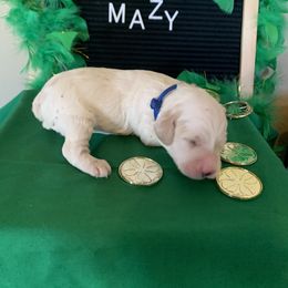 Cockapoo Puppies from Country J Canines