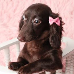 Bella - Dachshund