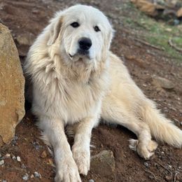 Mia - Great Pyrenees