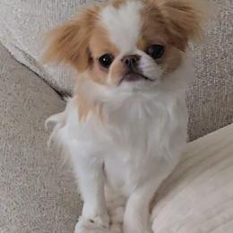 Ruby - Japanese Chin