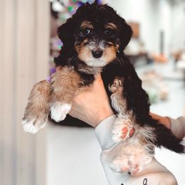 Unique - Tri-color male Bernedoodle puppy in Jackson, Missouri from Pincksten Family Doodles