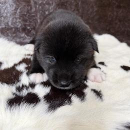 Rattlesnake - Black male Siberian Husky puppy in Folsom, Louisiana from Geaux Fluffy