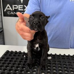 Female 5 - Black brindle female Cane Corso puppy in Cashion, Oklahoma from APEXOK Cane Corsos LLC
