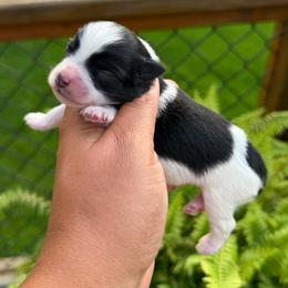 Almond Joy - Parti female Miniature Schnauzer puppy in Dorr, Michigan from Enchanted Paws