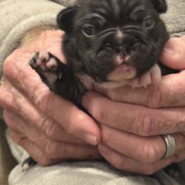 Rudy - Black male French Bulldog puppy in Greenville, Texas from Big Bullies N Texas