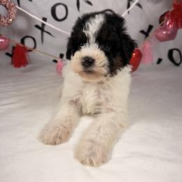 Oreo - Black and white male Bernedoodle puppy in Luana, Iowa from Country View Bernedoodles and Goldendoodles