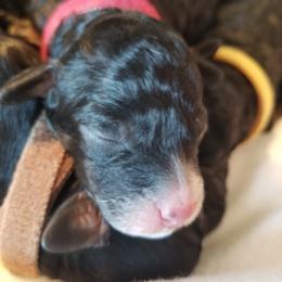 Bernedoodle and Goldendoodle Puppies from Saratoga Springs Doodles