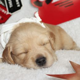 Golden Retriever Puppies from Maywood Goldens