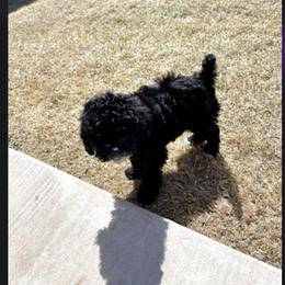 Cavapoo, Cockapoo, Goldendoodle, and Maltipoo Puppies from Perdue Puppies