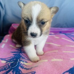 Girl 3 - Fawn female Pembroke Welsh Corgi puppy in Oklahoma from DRB Australian Shepherds