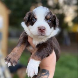 Atlas AKC - Red tri-color male Australian Shepherd puppy in Polk City, Florida from Skaky Shepherds