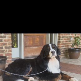 Bernese Mountain Dog puppies from Black Warrior Ranch
