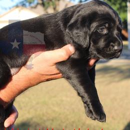 Labrador Retriever Puppies from Mariani Labrador Retrievers
