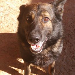 German Shepherd All Grown Up from Rathbone Kennels