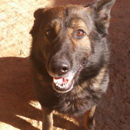 German Shepherd All Grown Up from Rathbone Kennels
