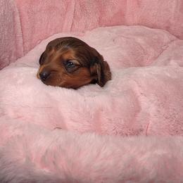 Asher- AKC Price 2,985 Pet only price 2,140 - Chocolate male Dachshund puppy in Bristol, Tennessee from It's Mini Wieners Baby