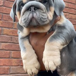 Bulldogs and French Bulldogs from Gotham City Bulldogs
