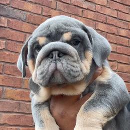 Bulldogs and French Bulldogs from Gotham City Bulldogs