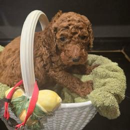 Pink Collar - Red  female Poodle puppy in Henagar, Alabama from Windy Oak Kennels
