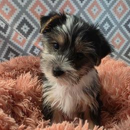 Blossom - Parti female Yorkshire Terrier puppy in Duncan, South Carolina from Sonshine Yorkies