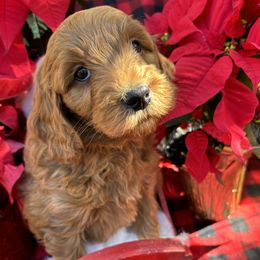 Girl 1. Pink - Goldendoodle puppy from ADreamcatchers Doodles