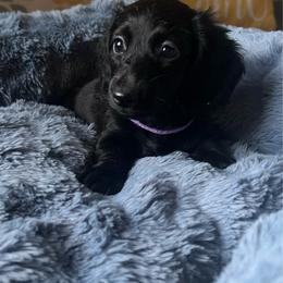 Raven - Black female Dachshund puppy in Los Angeles, California from Mini Doxies R Us