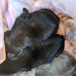 French Bulldog puppies from Gregorio French Bulldogs