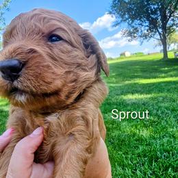 Sprout - Red  male Goldendoodle puppy in Red Oak, Iowa from Fisher Pups-Stay Golden with a Doodle