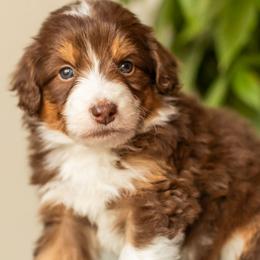 Ginger - Red tri-color male Aussiedoodle puppy in Tonopah, Arizona from Kae's Kennels