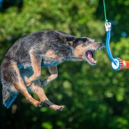 Australian Cattle Dog All Grown Up from Wiser Australian Cattle Dogs