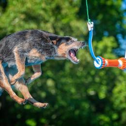 Australian Cattle Dog All Grown Up from Wiser Australian Cattle Dogs