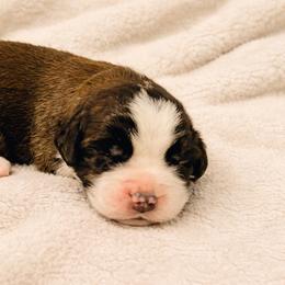 White collar male - Red and white male Saint Bernard puppy in Albany, Georgia from Magnolia Saint Bernards
