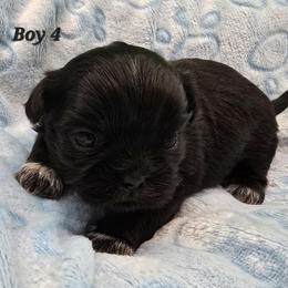 Boy 4 - Black male Shih Tzu puppy in Oakville, Washington from Garrard Creek Shih Tzus