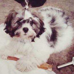 Lhasa Apso Puppies from Claudia Ramirez's Lhasa Apsos