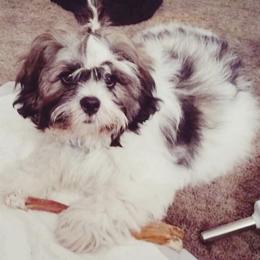 Lhasa Apso Puppies from Claudia Ramirez's Lhasa Apsos