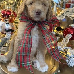 Black Collar Boy - Red  male Goldendoodle puppy in San Augustine, Texas from Vintage Doodles