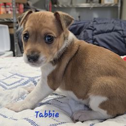 Tabbie - Red white and sable female Rat Terrier puppy in Divide, Colorado from Outlaw Farm and Kennel
